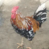 خروس گلین فروشی