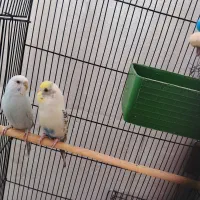 یک جفت مرغ عشق با