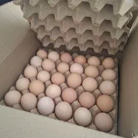 تخم مرغ محلی