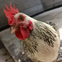 مرغ