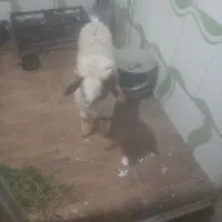 بره نر