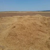 کاه سیاه دانه