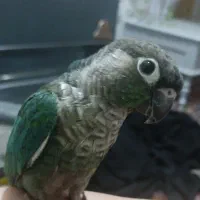طوطی گرینچیک