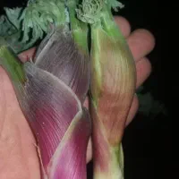 فروش گیاه دارویی