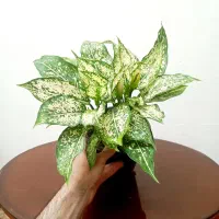 گل و بونسای