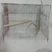 قفس عروس و مرغ عشق