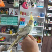 عروس هلندی های دستی و سخنگو