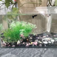 اکواریم ماهی بچه ماهی سنگ گل ۴تا نرماده ۲۵ بچه