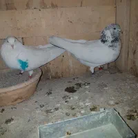 عشق بده عشق بگیر