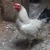 مرغ وخروس
