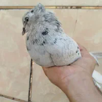 دم سفید