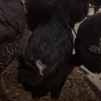 مرغ و جوجه لاری