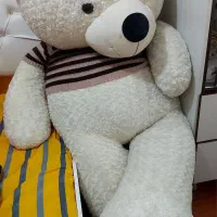 خرس تدی