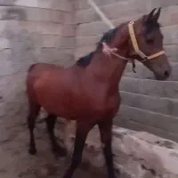 اسب عرب مصری