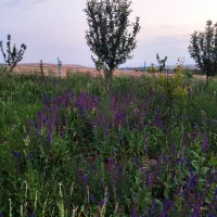 باغ میوه هفت ساله با موقعیت عالی