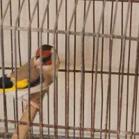 فروشی سهره رسمی ۲ساله و ماده کرمانی ۲ساله