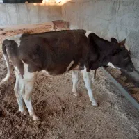گوساله نر