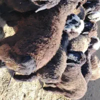 بره نر و ماده