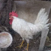 خروس
