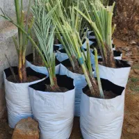 فروش نخل با کیفیت از یک متر تا هفت متر