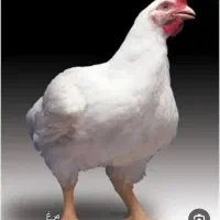 مرغ چاغ برای سربریدن