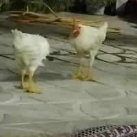 خروس جوان ۴ماهه تازه به خوندن افتادن