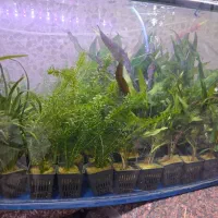 گیاه اکواریوم ای رسید