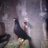 نر ماده کلاغ گوهک با جوجه