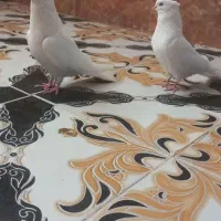 کفتر ای تضمینی