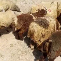 فروش 30راس بره