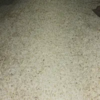 بذر گلرنگ