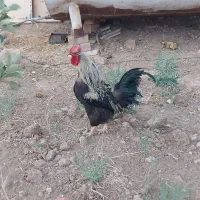 خروس|حیوانات مزرعه|شازند, |دیوار