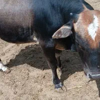 گوساله نر چاق
