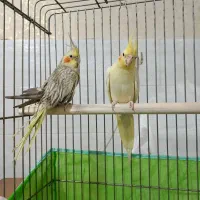 دوعدد عروس هلندی