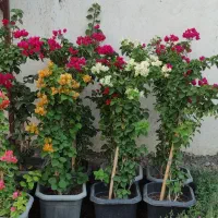گل کاغذی