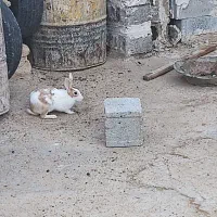 خرگوش نر و ماده