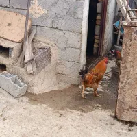 خروس