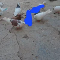 باسلام حدود ۱۱ کفتر پرشی