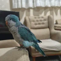 راهب ابی فول دستی سخنگو