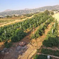 فروش باغ انگور