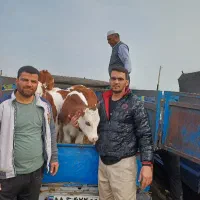 انواع گوساله سیمنتال و هلشتاین و دورگ محلی