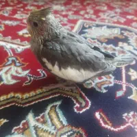 عروس هلندی