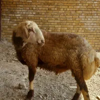 قوچ