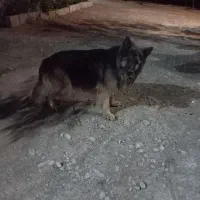 سگ نگهبان و نژاد