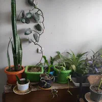 گل خونگی|گل و گیاه طبیعی|پردیس, فاز ۱|دیوار