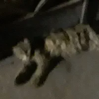 پانسیون سگ