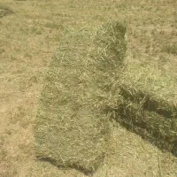 یونجه درجه یک