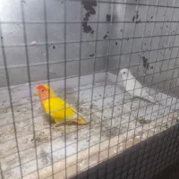 عروس هلندی و طوطی برزیلی