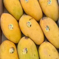 انبه صادراتی