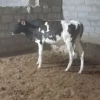 گوساله نر